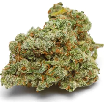 Semeno Growers Choice - Banana Sherbet Double XL Auto 3 ks