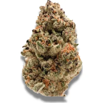 Semeno Growers Choice - Zkittlez 3 ks