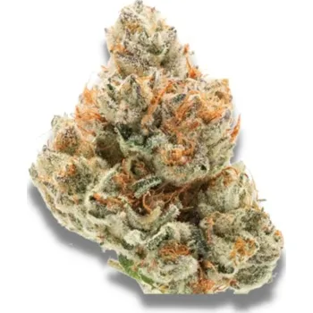 Semeno Growers Choice - Chocolate Sherbet 3 ks