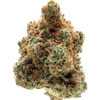 Semeno Growers Choice - Monkey Glue 3 ks