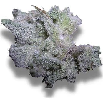 Semeno Growers Choice - Braindamage 3 ks