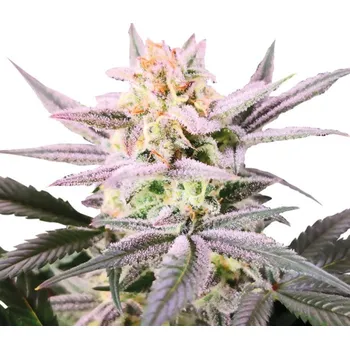 Semeno Growers Choice - Watermelon Wedding Cake 3 ks