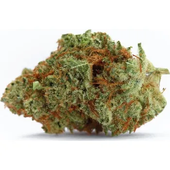 Semeno Growers Choice - Naranja Biscotti Fast Version 3 ks