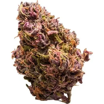 Semeno Growers Choice - Red Jack Auto 3 ks