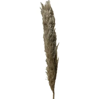 Pampas big natural 140-160 cm
