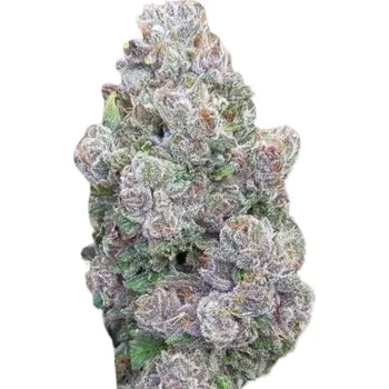 Semeno Growers Choice - Mimosa Gusher 3 ks