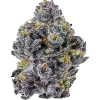 Semeno Growers Choice - Sticky Wasabi Triploid F1 3 ks