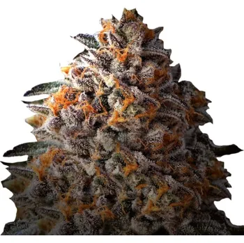 Semeno Growers Choice - Bruce Banner 3 ks