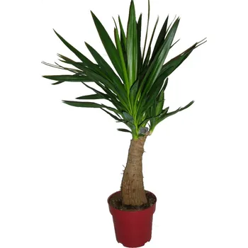 Sazenice Yucca elephantipes Maya tree