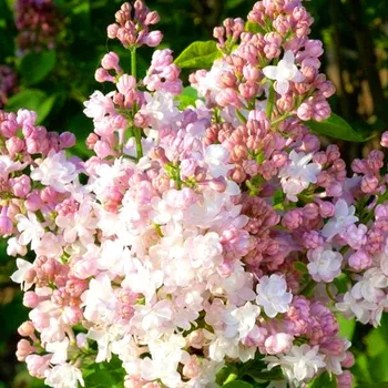 Sazenice KEŘOVÝ ŠEŘÍK ´KRASAVITSA MOSKVY ´ kont. 2L