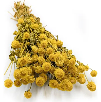 mech-mech.cz Sušená Pestrovka kulovitá - (Gomphrena globosa) - žlutá