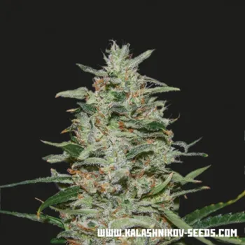 Semeno Kalashnikov Seeds - White Russian OG 3 ks