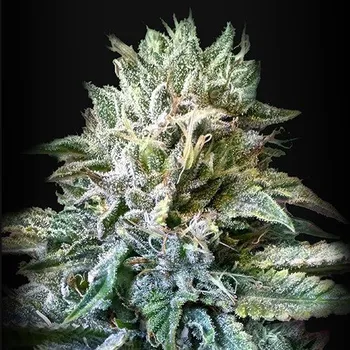 Semeno Kalashnikov Seeds - Zkittlez Kalashnikov Auto 3 ks