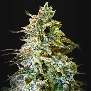 Semeno Kalashnikov Seeds - Do-Si-Dos 47 Auto 3 ks