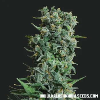 Semeno Kalashnikov Seeds - Kalashnikov Original 3 ks