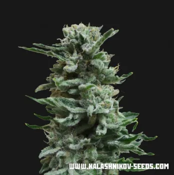 Semeno Kalashnikov Seeds - AK Skunk Auto 3 ks
