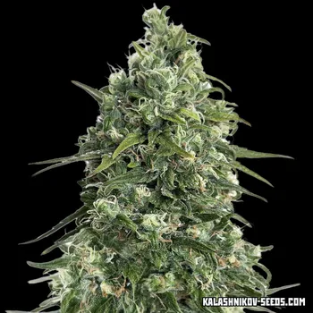 Semeno Kalashnikov Seeds - Partizan Express 3 ks