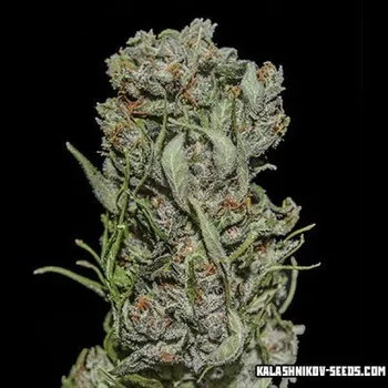 Semeno Kalashnikov Seeds - White Critical Express 3 ks