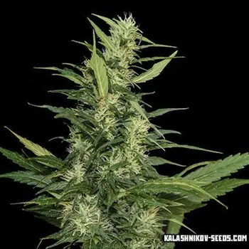 Semeno Kalashnikov Seeds - Amur Giant Auto 3 ks