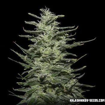 Semeno Kalashnikov Seeds - Amnesia Molotov 5 ks