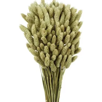 Phalaris natural 500 gr.