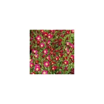 Sazenice Saxifraga x arendsii Saxony Red