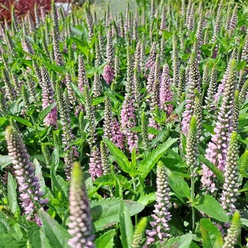 Sazenice Veronica x Candela Pink