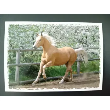 MFP paper s.r.o. Pohlednice - koně a hříbata 4