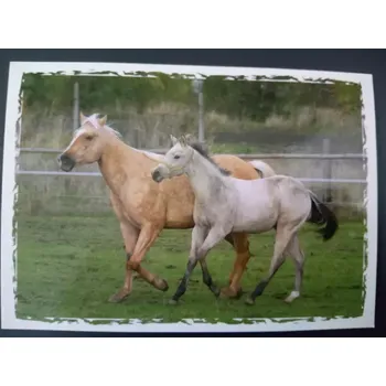 MFP paper s.r.o. Pohlednice - koně a hříbata 5
