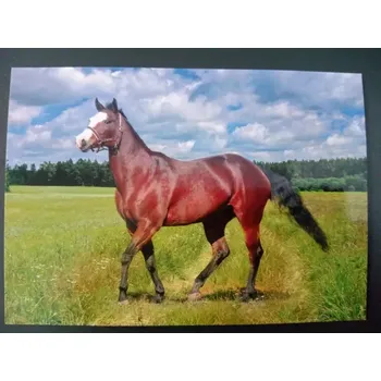 MFP paper s.r.o. Pohlednice - koně a hříbata 7