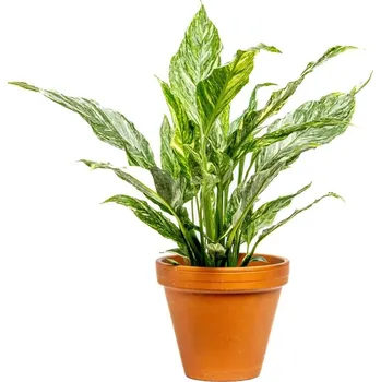 Gardners Spathiphyllum Diamond, průměr 12 cm Spathiphyllum, Lopatkovec, Toulcovka