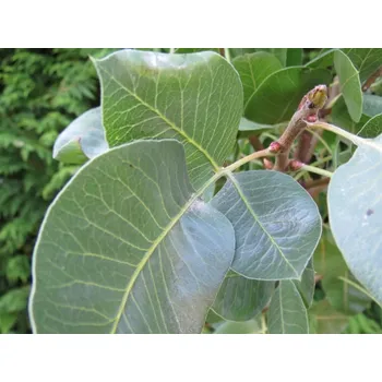 Sazenice Pistácie 'Randy' - samec/opylovač - kontejner C5