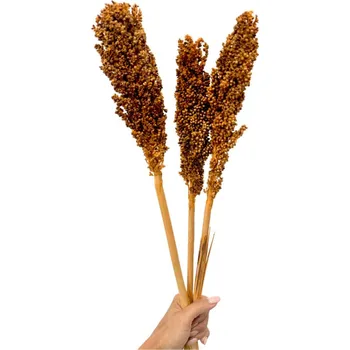 Čirok (Sorghum) hořčicový 1ks