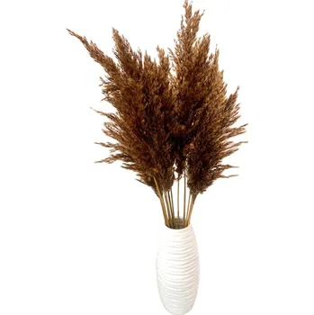 umělá květina Sušená pampová tráva (pampas) hnědá 10ks, 50-60cm