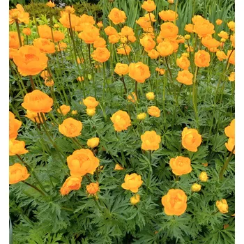 Sazenice Upolín evropský ´ETNA´, kont. 1 l