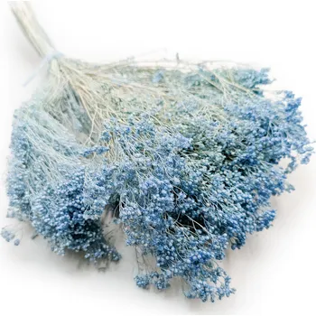 mech-mech.cz Sušený Broom Bloom - Světle modrý