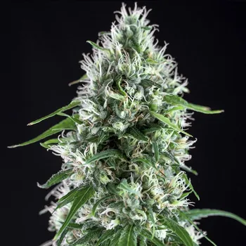 Semeno Genehtik - Super Silver Bilbo 1 ks