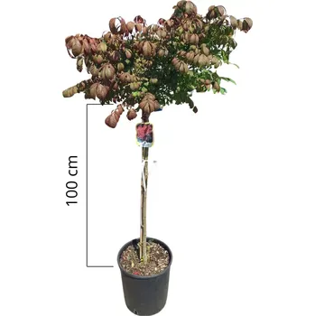 Sazenice Brslen křídlatý na kmínku 1/2 (100cm), kontejner 18l