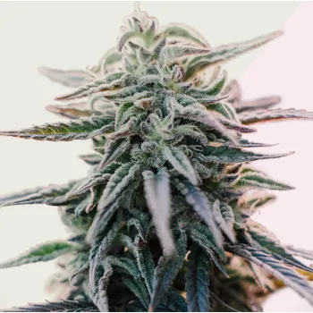 Semeno Kera Seeds - White Widow 1 ks