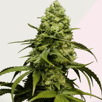 Semeno Kera Seeds - Dutch Power 3 ks