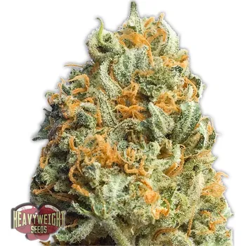 Semeno Heavyweight Seeds - Fully Loaded Auto 3 ks