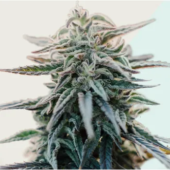 Semeno Kera Seeds - Medical White Widow CBD 1 ks
