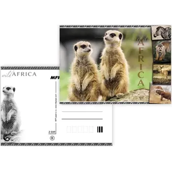 MFP paper s.r.o. Pohlednice - zvířata Afriky Surikata