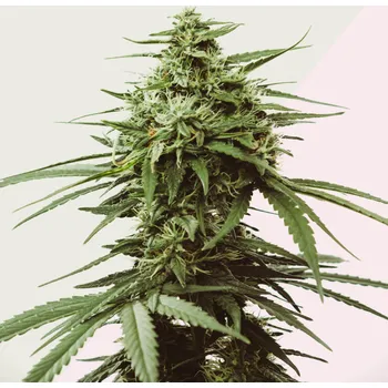 Semeno Kera Seeds - Skunk 1 ks