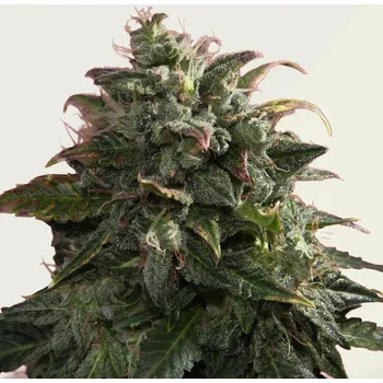 Semeno Kera Seeds - Pineapple Sativa Auto 1 ks