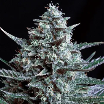 Semeno Genehtik - Blubonik 1 ks