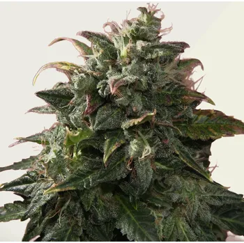 Semeno Kera Seeds - Venice Beach Afghan Auto 1 ks