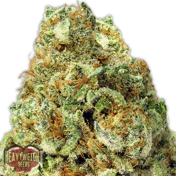Semeno Heavyweight Seeds - Turbo Bud Auto 3 ks