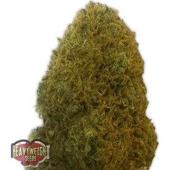 Semeno Heavyweight Seeds - Champion 3 ks