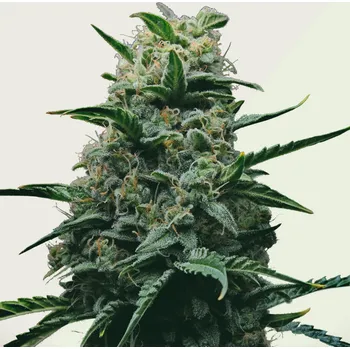 Semeno Kera Seeds - Dwarf Auto 1 ks